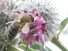 Пчелы на репье.